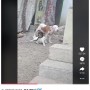 【海外発！Breaking News】繋がれている“親友”の綱を噛み切って自由に　犬の友情に脱帽（メキシコ）＜動画あり＞