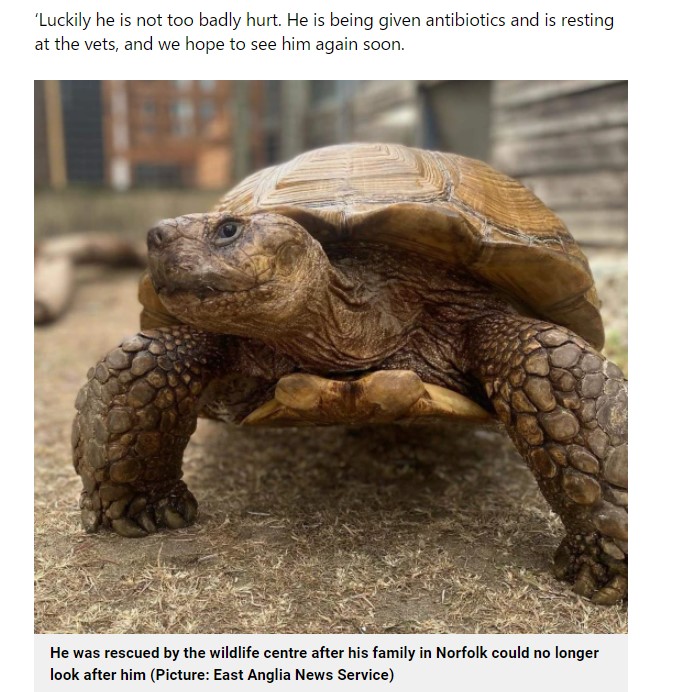 雌の仲間を見つけるために逃げ出したリクガメ（画像は『Metro　2022年8月3日付「Tortoise hit by train was ‘horny and looking for love’」（Picture: East Anglia News Service）』のスクリーンショット）