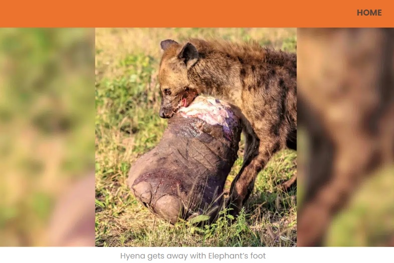 ゾウの足をくわえて逃げるハイエナ（画像は『Latest Sightings　2022年7月28日付「Hyena Gets Away With Elephant’s Giant Foot」』のスクリーンショット）