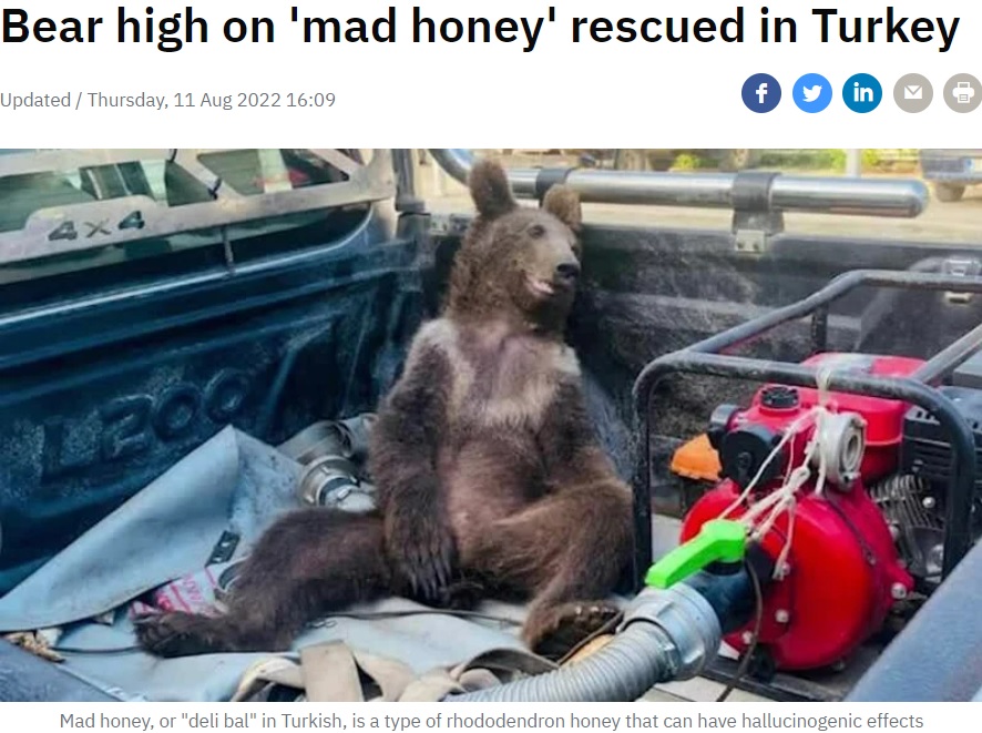 幻覚作用があるハチミツを食べた子グマ（画像は『RTÉ news　2022年8月11日付「Bear high on 'mad honey' rescued in Turkey」』のスクリーンショット）