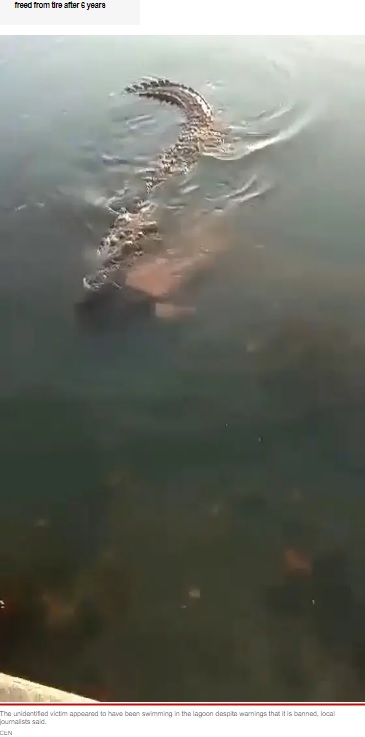 遺体をくわえて泳ぐワニ（画像は『New York Post  2022年8月19日付「Giant croc carries dead man’s body through Mexican lagoon」（CEN）』のスクリーンショット）