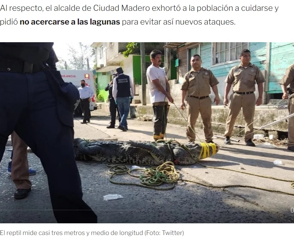 男性を襲い捕獲されたワニ（画像は『Infobae  2022年8月18日付「Un cocodrilo mató a un hombre en Tampico tras meterse a nadar en la Laguna del Carpintero」（Foto: Twitter）』のスクリーンショット）