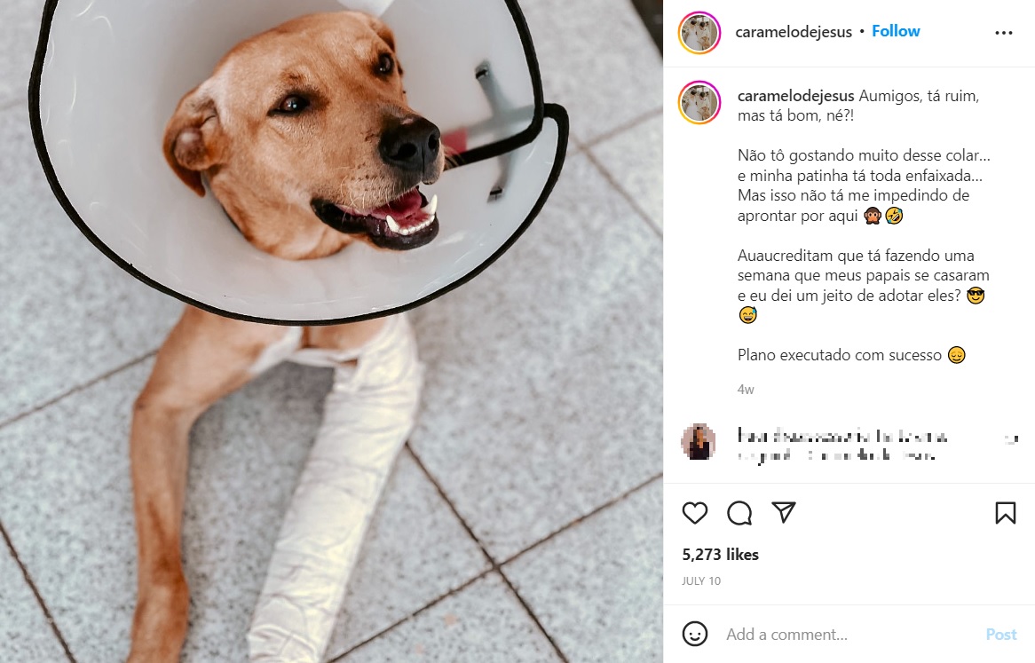 ケガをした脚の治療も受けることができたカルメラ（画像は『Caramelo de Jesus　2022年7月10日付Instagram「Aumigos, tá ruim, mas tá bom, né?!」』のスクリーンショット）