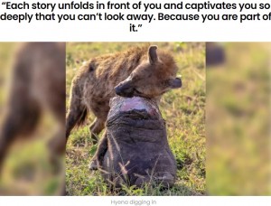 自分の頭よりも大きなゾウの足（画像は『Latest Sightings　2022年7月28日付「Hyena Gets Away With Elephant’s Giant Foot」』のスクリーンショット）