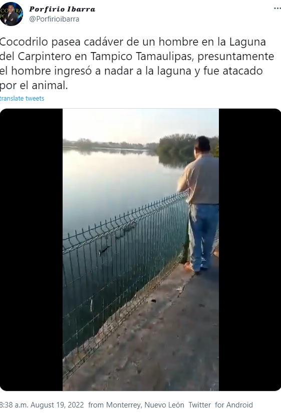 湖で男性の遺体をくわえるワニを撮影する人（画像は『Porfirio Ibarra  2022年8月19日付Twitter「Cocodrilo pasea cadáver de un hombre en la Laguna del Carpintero en Tampico Tamaulipas,」』のスクリーンショット）