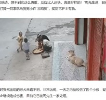 飼い犬、3歳男児を突然襲った犬に矢の如く飛びかかり救う（中国）＜動画あり＞