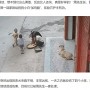 【海外発！Breaking News】飼い犬、3歳男児を突然襲った犬に矢の如く飛びかかり救う（中国）＜動画あり＞