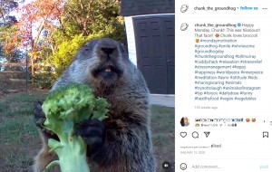 ジェフさんが作ったブロッコリーをかじるチャンク（画像は『Chunk The Groundhog　2020年1月13日付Instagram「Happy Monday, Chunk!!」』のスクリーンショット）