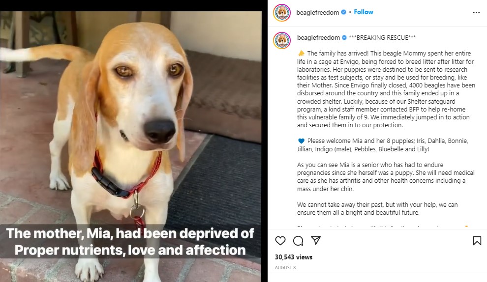 メーガン妃が引き取ったビーグル犬“マンマ・ミーア”（画像は『Beagle Freedom Project　2022年8月8日付Instagram「***BREAKING RESCUE***」』のスクリーンショット）