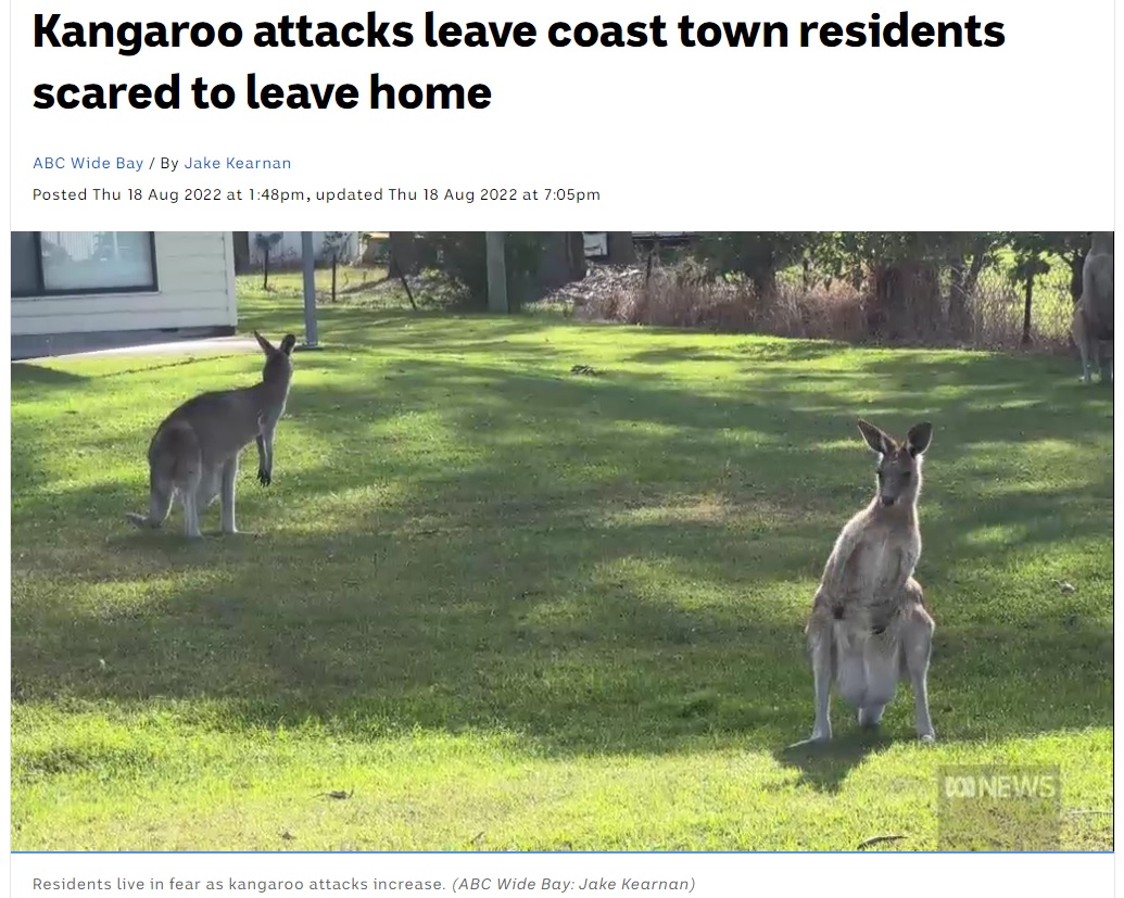 町のいたるところに現れたカンガルー（画像は『ABC　2022年8月19日付「Kangaroo attacks leave coast town residents scared to leave home」（ABC Wide Bay: Jake Kearnan）』のスクリーンショット）
