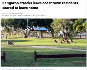 普段は大人しいカンガルーだが攻撃的になることも（画像は『ABC　2022年8月19日付「Kangaroo attacks leave coast town residents scared to leave home」（ABC Wide Bay: Jake Kearnan）』のスクリーンショット）