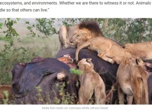 老衰死したゾウをむさぼり食うライオンの群れ（画像は『Latest Sightings　2022年7月28日付「Hyena Gets Away With Elephant’s Giant Foot」』のスクリーンショット）