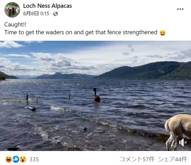 ネッシーに間違えられてもおかしくない!?（画像は『Loch Ness Alpacas　2022年8月8日付Facebook「Caught!!」』のスクリーンショット）