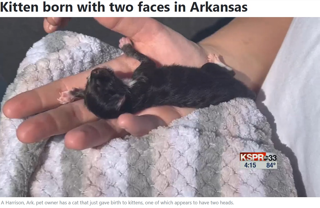 今月17日に生まれたヤヌスネコ（画像は『WSFA　2022年8月19日付「Kitten born with two faces in Arkansas」』のスクリーンショット）