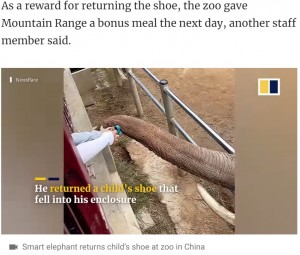 鼻を伸ばして落とし主の男児に靴を渡すゾウ（画像は『South China Morning Post　2022年8月19日付「‘Some bananas next time’: adorable scene in Chinese zoo when 25-year-old elephant returns shoe dropped into pen by little boy」（Newsflare）』のスクリーンショット）