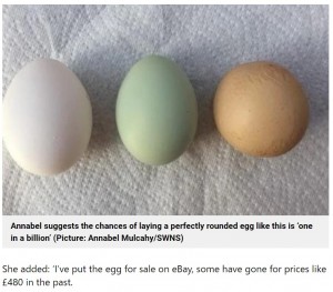 【海外発！Breaking News】10億個に1個の確率　楕円形ではなくまん丸の鶏の卵に驚き（英）