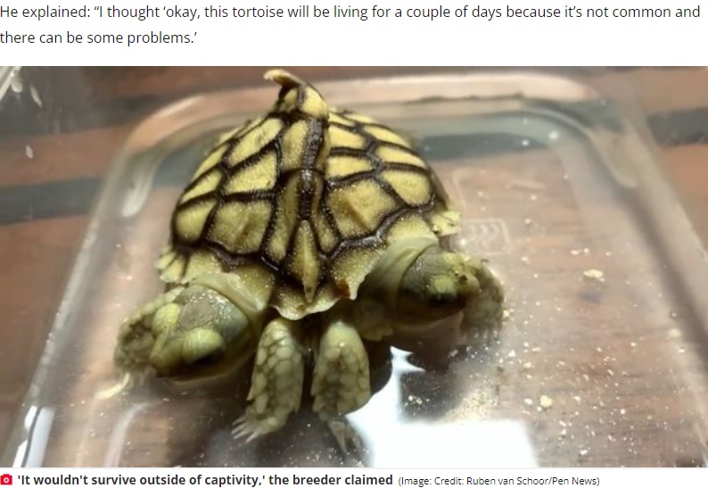 非常に珍しい双頭のケヅメリクガメ（画像は『The Daily Star　2022年8月10日付「Mutant tortoise with two heads and six legs ‘set to outlive every human currently alive’」（Image: Credit: Ruben van Schoor/Pen News）』のスクリーンショット）