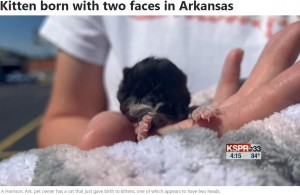 順調に成長しているハービー（画像は『WSFA　2022年8月19日付「Kitten born with two faces in Arkansas」』のスクリーンショット）