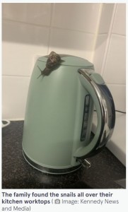 キッチン中を縦横無尽に動き回っていた（画像は『The Mirror　2022年8月15日付「Horrified mum finds 30 SNAILS on kitchen counter, in kettle and even in her laundry」（Image: Kennedy News and Media）』のスクリーンショット）