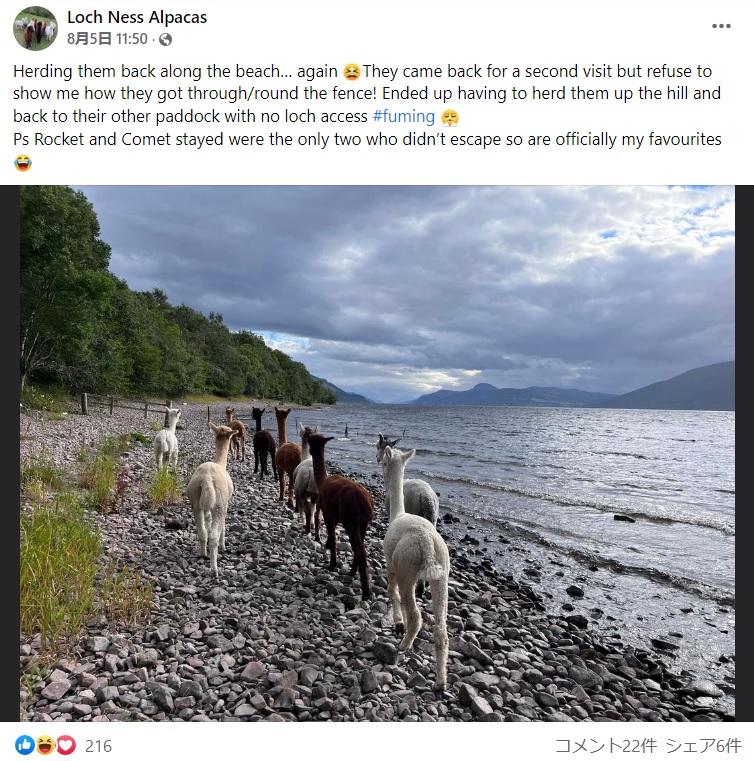 アルパカたちの脱走は今回が初めてではなかった（画像は『Loch Ness Alpacas　2022年8月5日付Facebook「Herding them back along the beach… again」』のスクリーンショット）