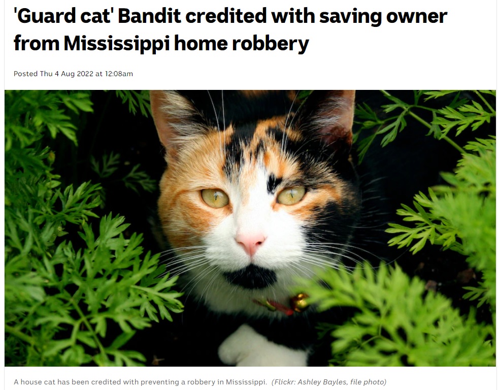 猫は番犬ならぬ“番猫”として大活躍（画像は『ABC Australia　2022年8月4日付「‘Guard Cat’ Bandit credited with saving owner from Mississippi home robbery」（Flickr: Ashley Bayles, file photo）』のスクリーンショット）