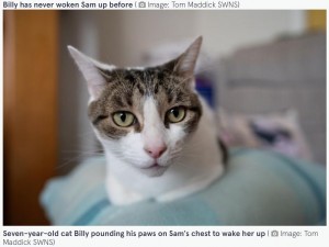 いつもと違う飼い主の様子を感じ取ったビリー（画像は『The Mirror　2022年8月17日付「Cat mum’s life saved after pet pounded its paws on her chest during heart attack」（Image: Tom Maddick SWNS）』のスクリーンショット）