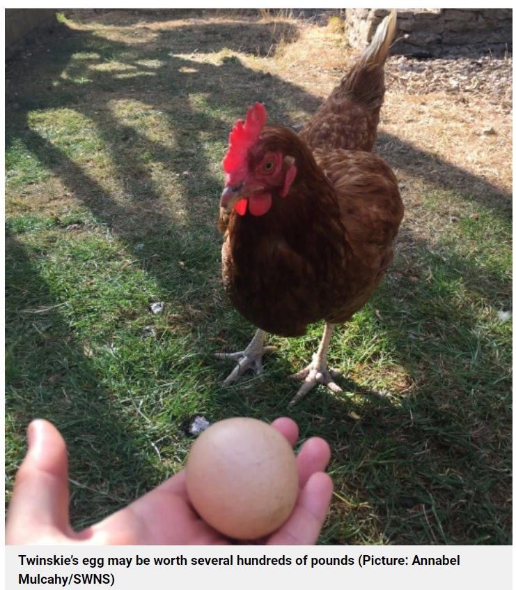 まん丸な卵を産んだのは至って普通の鶏だった（画像は『Metro　2022年8月9日付「Rescue chicken lays perfectly spherical egg which could sell online for ￡500」（Picture: Annabel Mulcahy/SWNS）』のスクリーンショット）