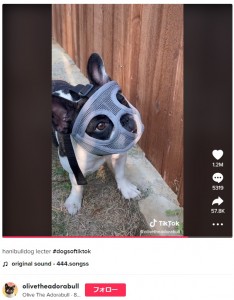 虫を食べないようにするために付けたマスクで殺人犯のキャラクターに似てしまった犬（画像は『Olive The Adorabull　2022年8月6日付TikTok「hanibulldog lecter」』のスクリーンショット）