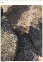 【海外発！Breaking News】首まで地面に埋まっていた犬、掘り出して助けると8匹の子犬を発見（トルコ）＜動画あり＞