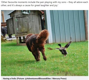 スヴェンが走り回ると羽を広げて追いかけるオラフ（画像は『Metro　2022年8月4日付「Meet Sven and Olaf ― the Newfoundland dog and mallard duck who are best friends」（Picture: ＠AdventuresofBissandOlee / Mercury Press）』のスクリーンショット）