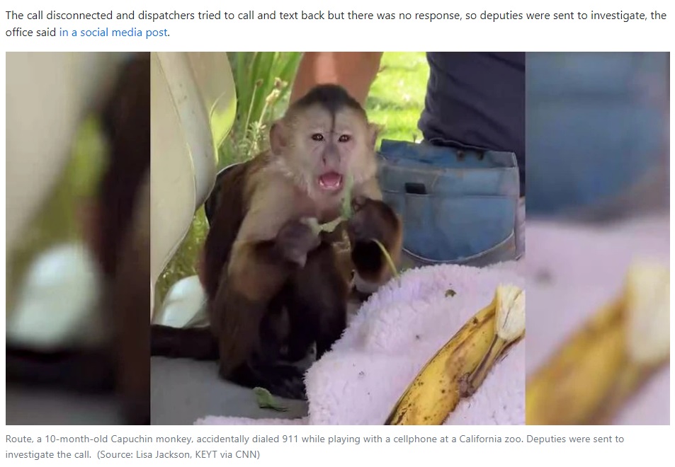 ルートからの通報に保安官も驚く（画像は『KKTV　2022年8月17日付「Mischievous monkey calls 911, sending deputies to zoo」（Source: Lisa Jackson, KEYT via CNN）』のスクリーンショット）