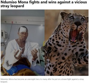 顔や手に重傷を負ったモナさん（画像は『The World News　2022年8月27日付「Ndumiso Mona fights and wins against a vicious stray leopard」』のスクリーンショット）
