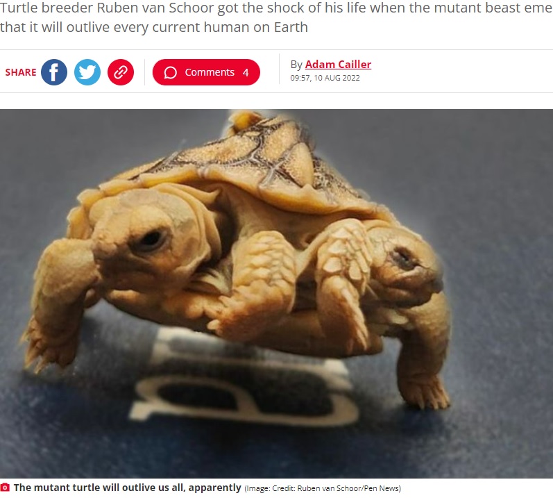 長寿が期待されるソルテ（画像は『The Daily Star　2022年8月10日付「Mutant tortoise with two heads and six legs ‘set to outlive every human currently alive’」（Image: Credit: Ruben van Schoor/Pen News）』のスクリーンショット）