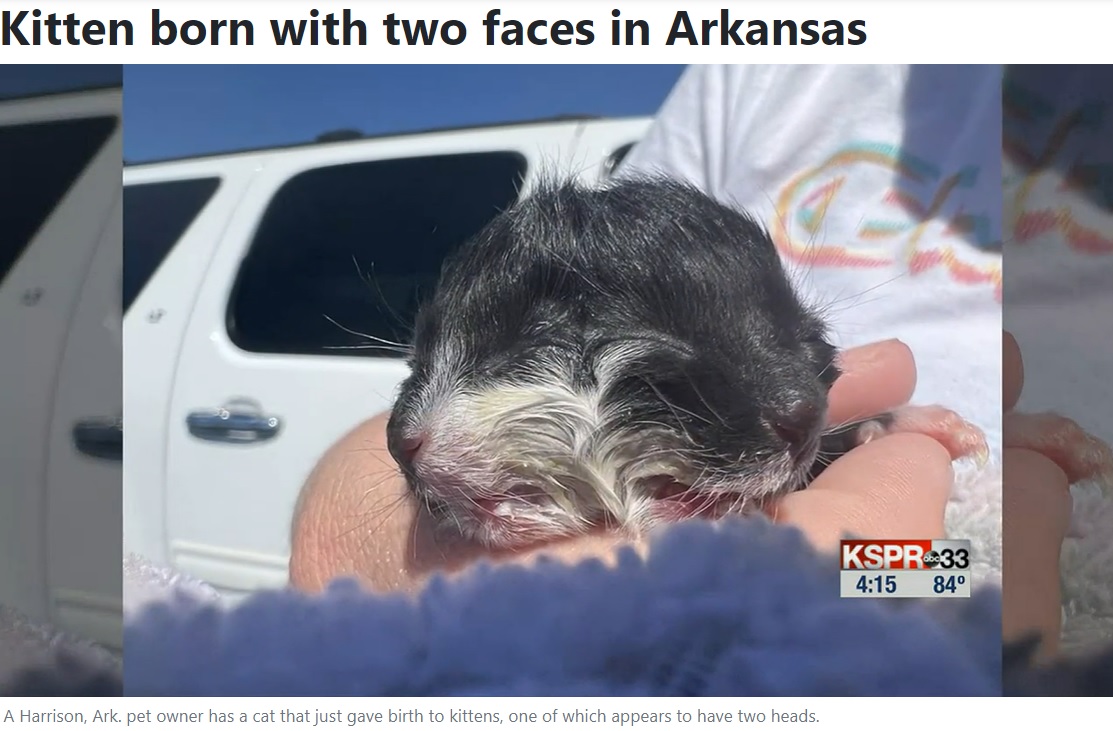頭蓋骨が余分にある以外、体は1匹分のハービー（画像は『WSFA　2022年8月19日付「Kitten born with two faces in Arkansas」』のスクリーンショット）