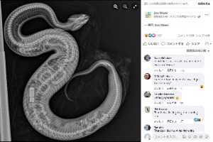 【海外発！Breaking News】ヘビを丸飲みしたヘビ　レントゲン写真に写る2匹に「これは凄い」と驚愕の声（米）