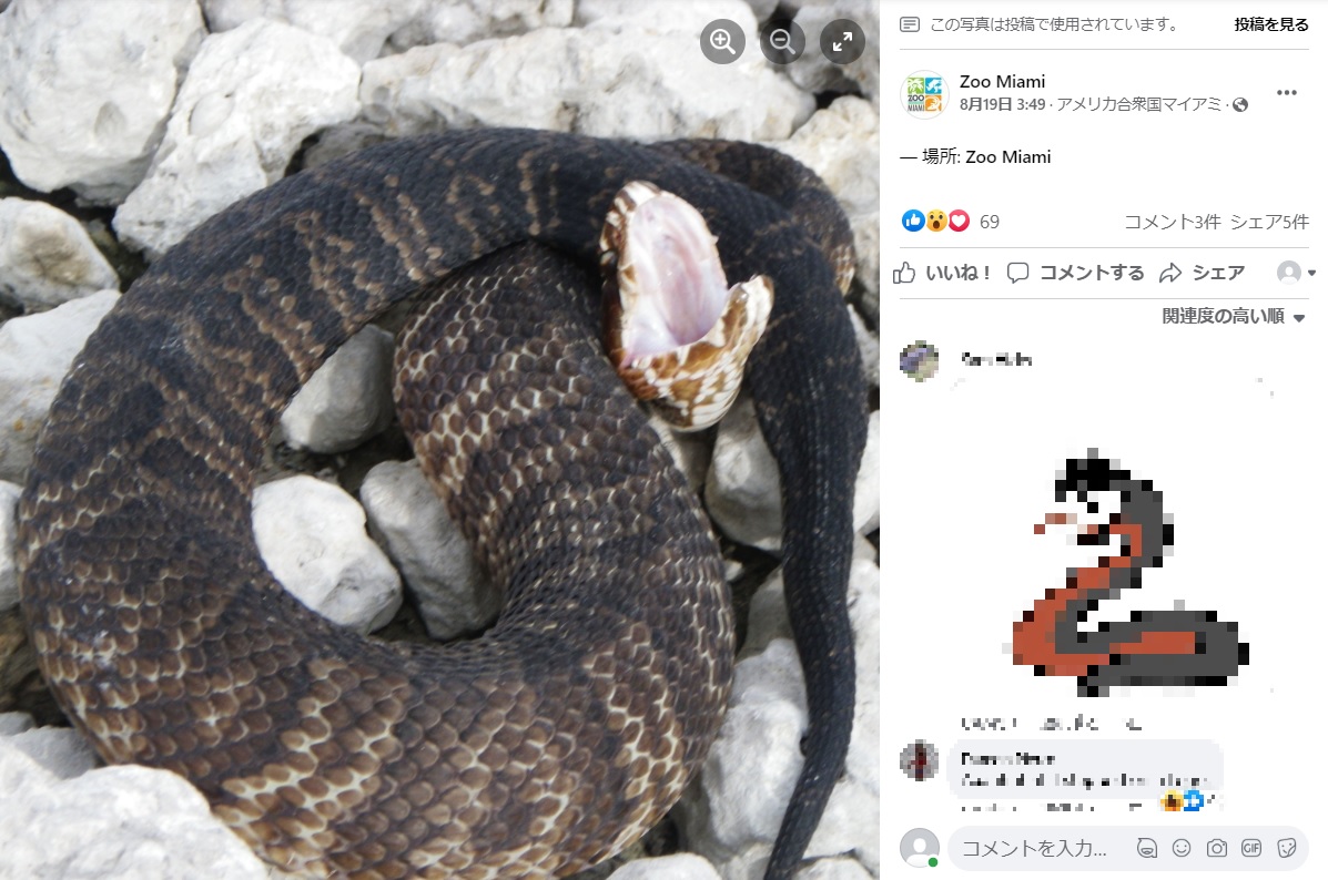 ビルマニシキヘビを飲み込んだヌママムシ（画像は『Zoo Miami　2022年8月18日付Facebook「You may have heard in the news about the bobcat that was documented stealing and consuming eggs from an invasive Burmese python in the Everglades.」』のスクリーンショット）
