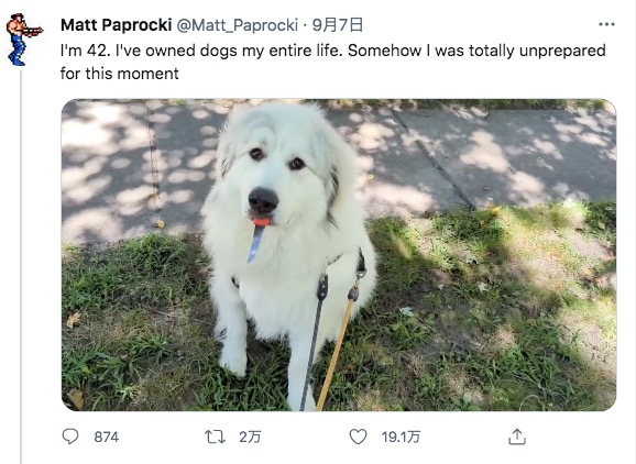 散歩中の犬が拾ったナイフで武装？（画像は『Matt Paprocki　2022年9月7日付Twitter「I’m 42. I’ve owned dogs my entire life.」』のスクリーンショット）