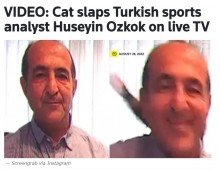 【海外発！Breaking News】生放送中のジャーナリスト、猫に後頭部を平手打ちされる（トルコ）＜動画あり＞