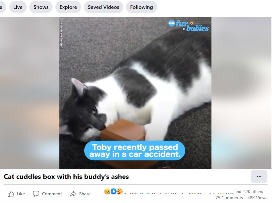 骨壺に顔を擦り付ける猫（画像は『Good Morning America　2022年9月17日付Facebook「Cat cuddles box with his buddy’s ashes」（Lisa Gould via Storyful）』のスクリーンショット）
