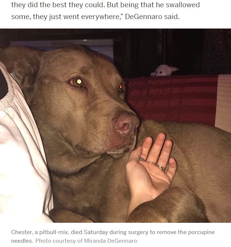 ヤマアラシに襲われた飼い犬（画像は『NJ.com　2022年9月13日付「Family dog dies after fight with porcupine outside N.J. home」（Photo courtesy of Miranda DeGennaro）』のスクリーンショット）