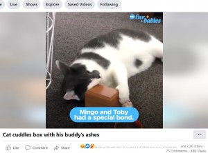 ずっとトビーを探しているというミンゴ（画像は『Good Morning America　2022年9月17日付Facebook「Cat cuddles box with his buddy’s ashes」（Lisa Gould via Storyful）』のスクリーンショット）