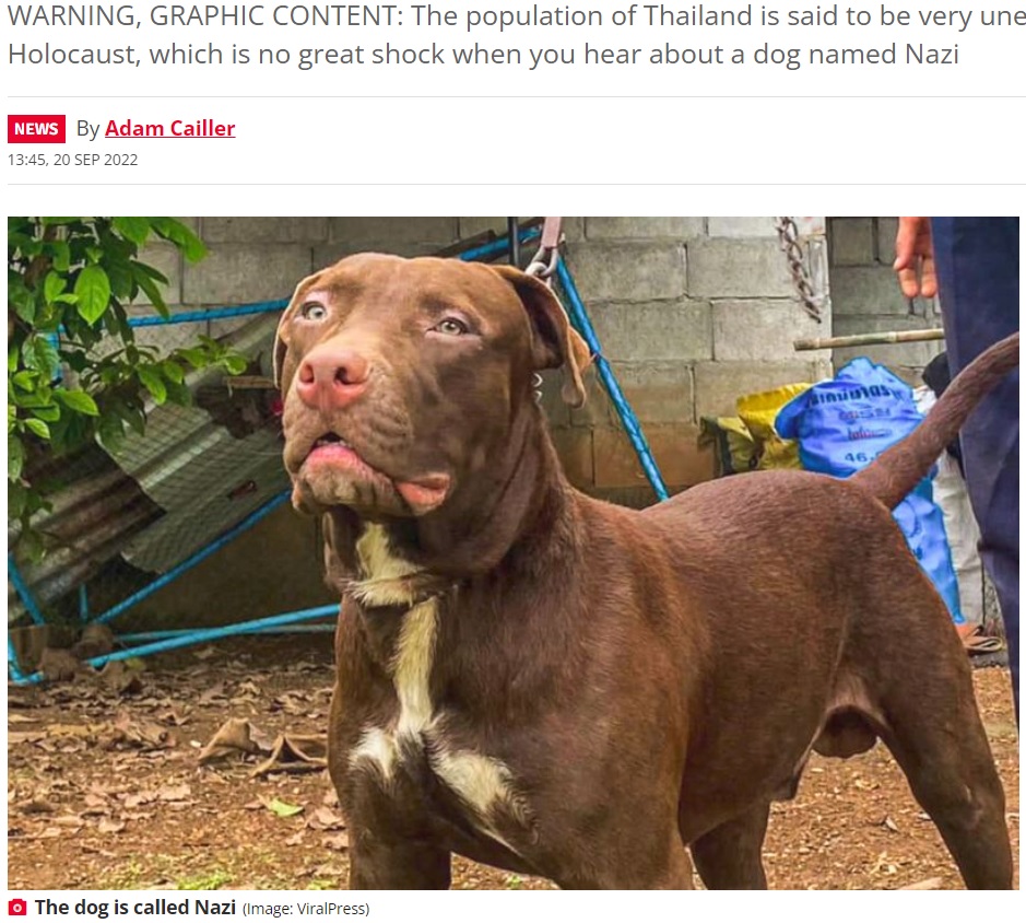 飼い主の女性を襲った犬（画像は『The Daily Star　2022年9月20日付「Pitbull named ‘Nazi’ ‘violently’ mauls owner after jealousy over feeding other dog」（Image: ViralPress）』のスクリーンショット）
