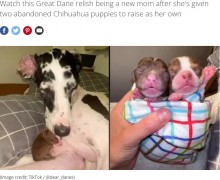 【海外発！Breaking News】偽妊娠の大型犬、孤児のチワワを迎え大喜び！　授乳や添い寝も（米）＜動画あり＞