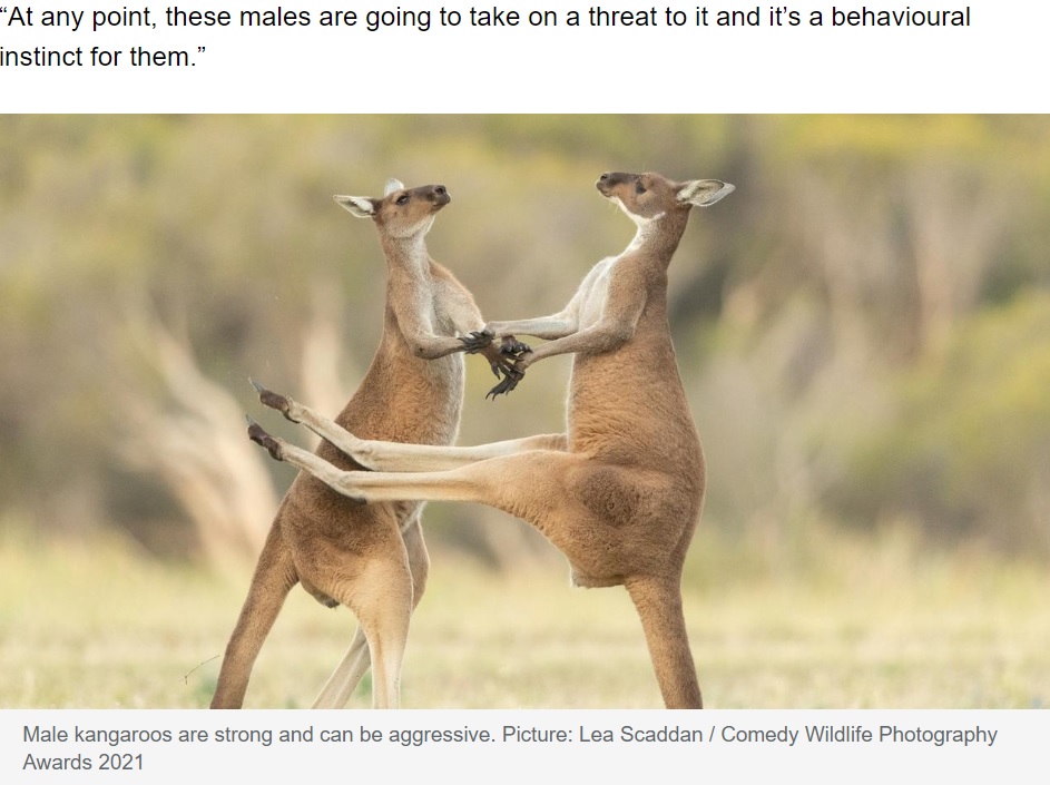 オスのカンガルー同士の戦いの様子（画像は『news.com.au　2022年9月13日付「Man, 77, killed by wild pet kangaroo in rural Western Australia」（Picture: Lea Scaddan / Comedy Wildlife Photography Awards 2021）』のスクリーンショット）