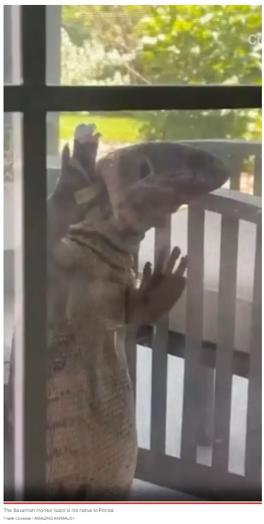 家の中に入ろうとしていたのか窓の近くをウロウロとしていた（画像は『New York Post　2022年9月21日付「Giant lizard scales Florida homeowner’s window: ‘Looks like Godzilla’」（Frank Crowder / AMAZING ANIMALS+）』のスクリーン）