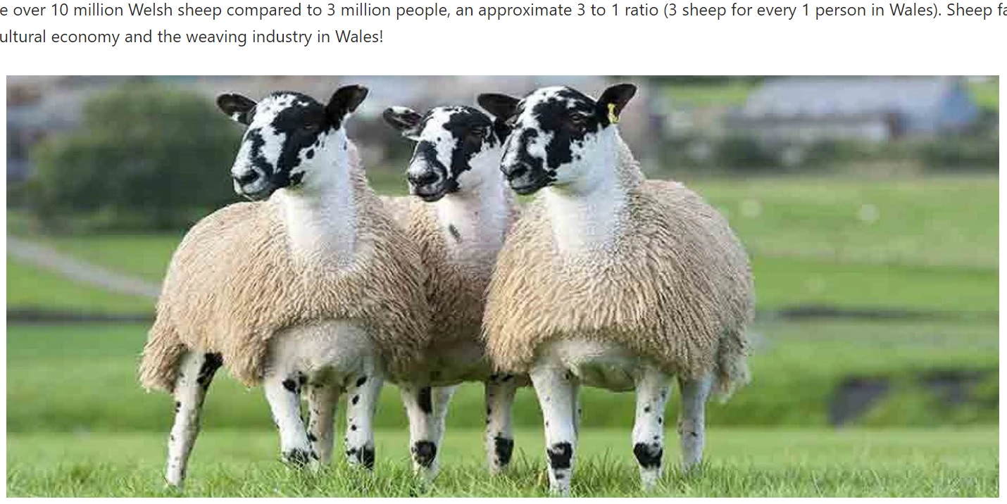 人間よりも羊の数の方が多い国で起きた珍事件（画像は『FelinFach　「WELSH SHEEP AND BREEDS」』のスクリーンショット）