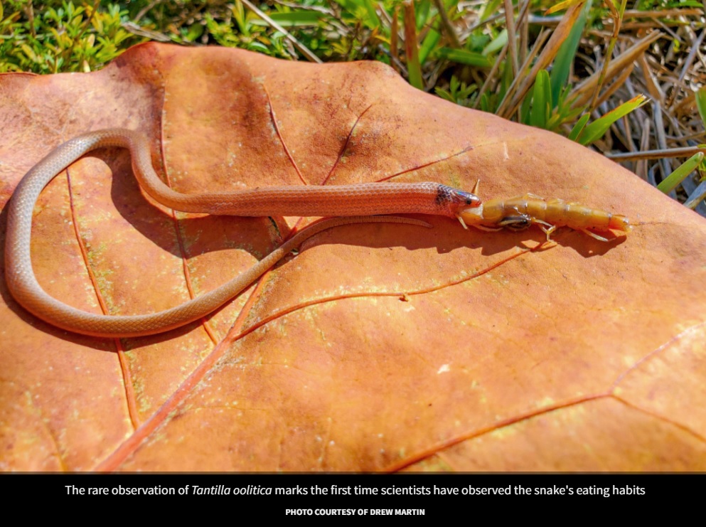 ムカデが大きすぎたか？（画像は『Florida Museum of Natural History　2022年9月7日付「North America’s rarest snake found biting off more than it could chew」（PHOTO COURTESY OF DREW MARTIN）』のスクリーンショット）