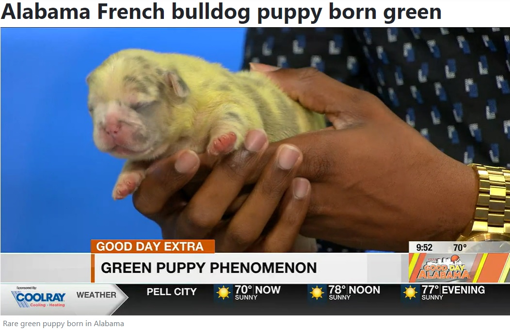 珍しい緑色の子犬が誕生（画像は『WBRC　2022年9月27日付「Alabama French bulldog puppy born green」』のスクリーンショット）
