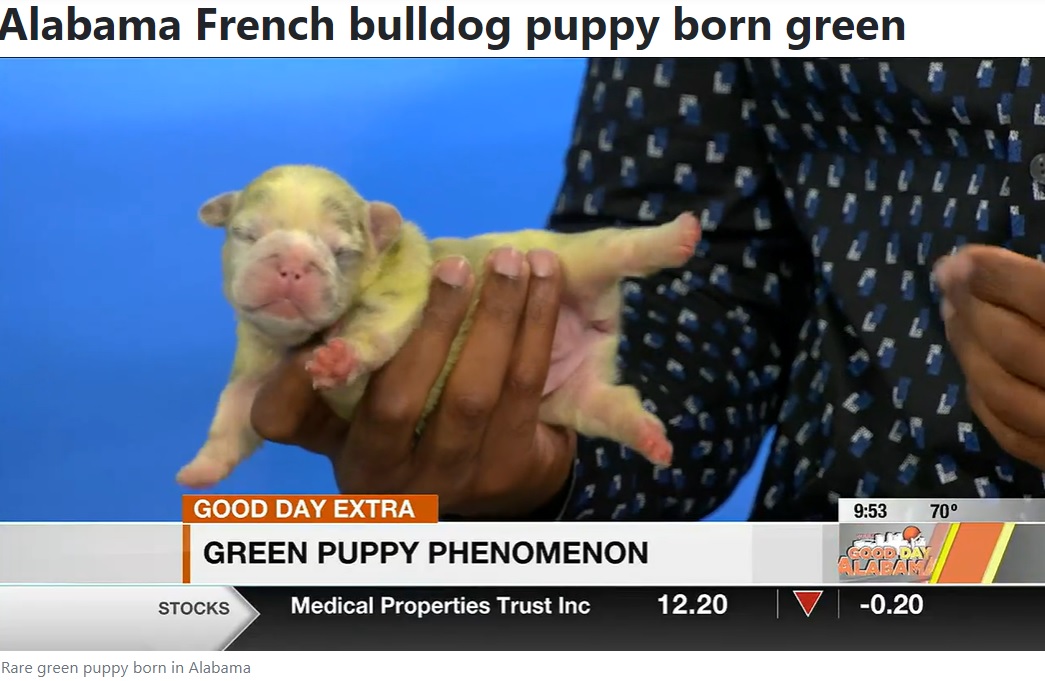 緑色で誕生したフレンチブルドッグ（画像は『WBRC　2022年9月27日付「Alabama French bulldog puppy born green」』のスクリーンショット）