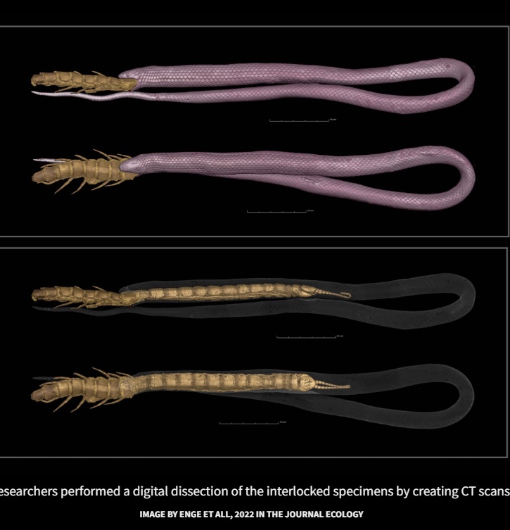 ムカデを飲み込んだヘビのデジタルイメージ（画像は『Florida Museum of Natural History　2022年9月7日付「North America’s rarest snake found biting off more than it could chew」（IMAGE BY ENGE ET ALL, 2022 IN THE JOURNAL ECOLOGY）』のスクリーンショット）